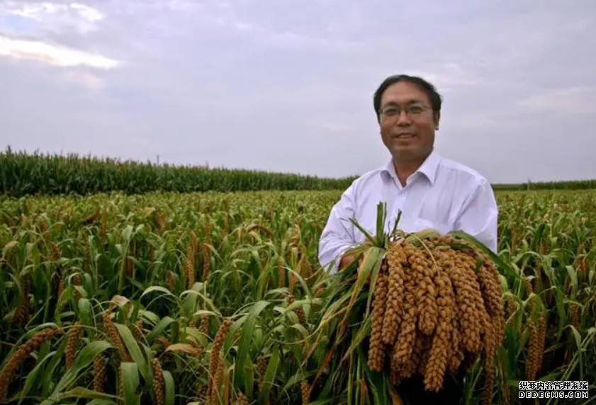 历时9年!我国发掘谷子籽粒产量重要基因2号站代理