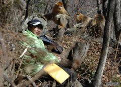 <b>沐鸣在线登录西北大学研究团队让秦岭金丝猴登</b>