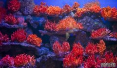 <b>沐鸣在线登录太平洋珊瑚礁微生物组样本中包括</b>