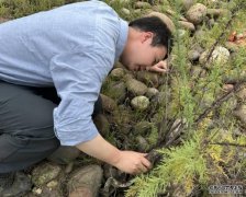<b>沐鸣在线登录长江上游发现极度濒危野生植物种</b>