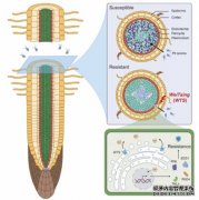 <b>沐鸣登录中国科学家成功克隆广谱抗根肿病基因</b>