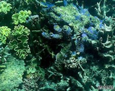 <b>研究：受气候变化影响 沐鸣测速全球超七成珊瑚</b>