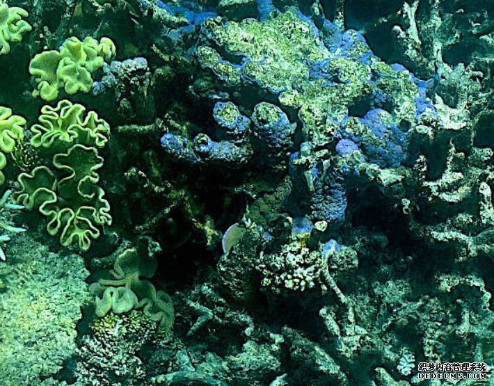 研究:受气候变化影响 2号站测速全球超七成珊瑚或患病