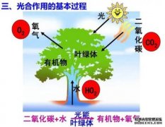 <b>沐鸣平台官网光合作用始于单个光子</b>