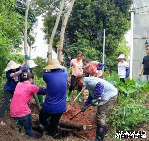 珍稀丹霞梧桐首次实现整群异地迁种,沐鸣注册落户华南国家植物园