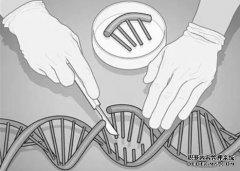 <b>真核生物中类“基因魔剪”2号站平台机制首次揭</b>
