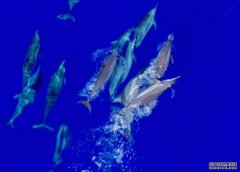 <b>第六次远海鲸类科考顺利返航 沐鸣发现15个鲸类</b>