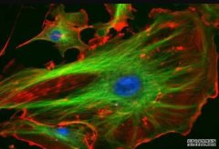 <b>科学家绘出人类心脏细胞最新图谱沐鸣</b>
