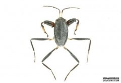 <b>2号站登录新研究揭示海生昆虫起源之谜</b>