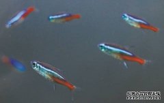 <b>这种鱼排队防堵能力比人强，2号站登录为自动驾</b>