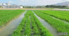 <b>著名水稻研究专家周坤炉逝世，2号站登录系袁隆</b>