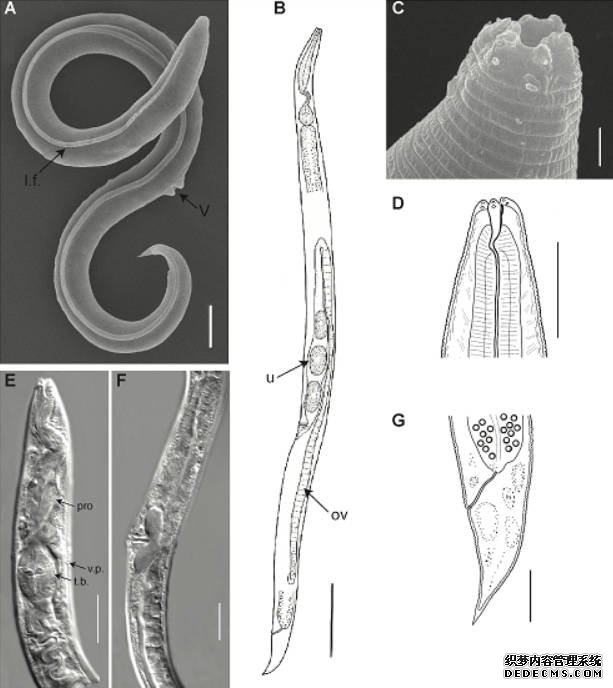 4.6万年前线虫基因组分析揭示新物种沐鸣注册登录