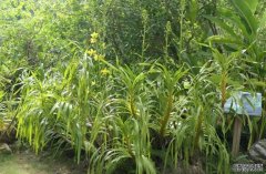 <b>世界最大的兰花——“巨兰”在版纳植物园首次</b>