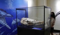 <b>2号站登录国际最新研究发现已知最小龙王鲸化石</b>