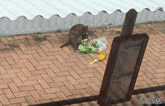 <b>菜不能露眼 葵芳馬騮當街搶途人蔬菜食沐鸣平台</b>