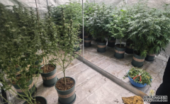 <b>沐鸣在线登录警破大埔村屋大麻種植場 檢142萬元</b>