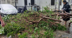 <b>颱風蘇拉．西貢︱8號風球下多區塌樹 沐鸣测速北</b>