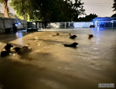 <b>世紀暴雨｜粉嶺狗場歷劫 毛孩水深及腰一臉茫然</b>